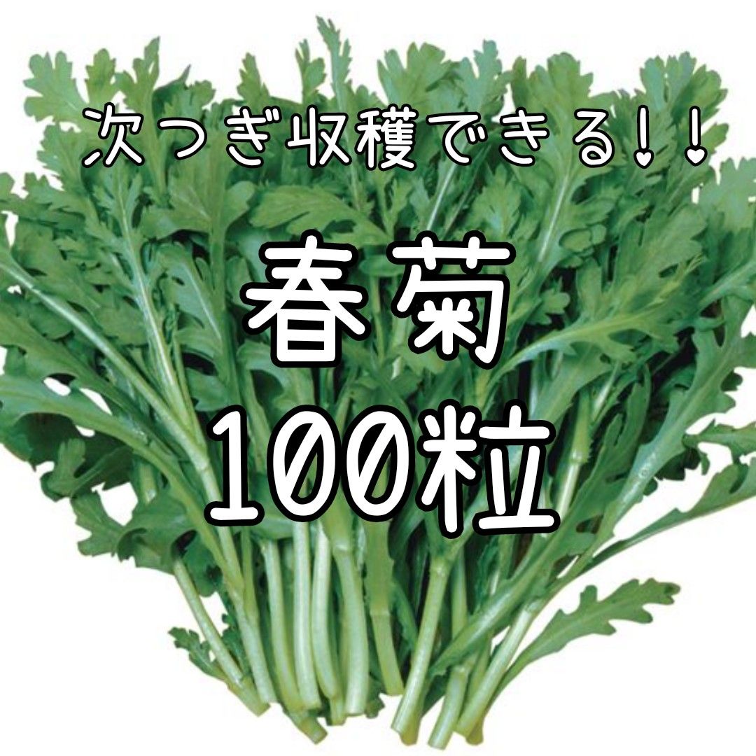 【春菊のタネ】100粒 種子 種 シュンギク 野菜