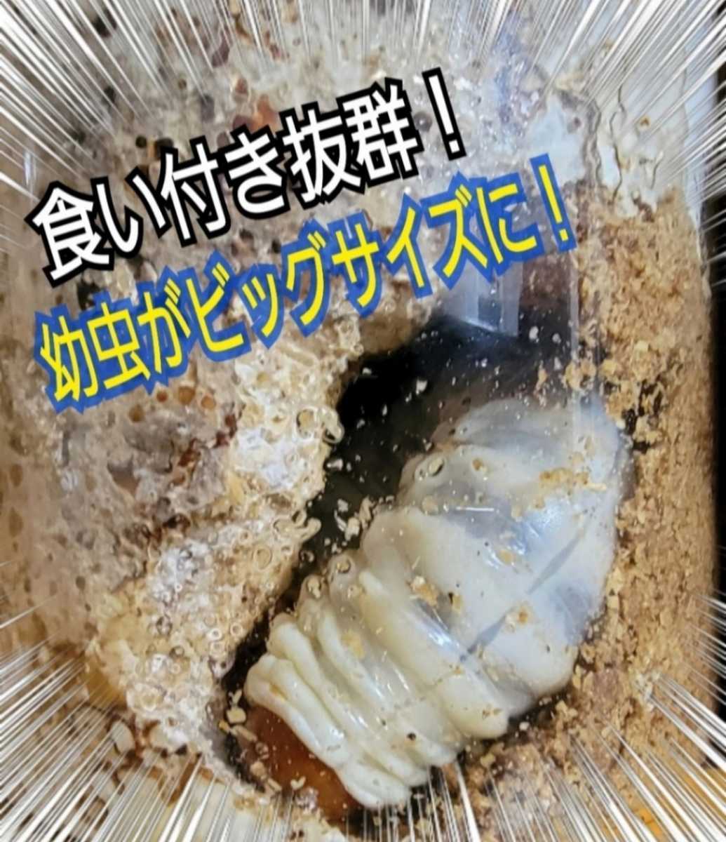 ニジイロクワガタ幼虫に抜群 極上 黒アワビタケ菌糸瓶【2本】特殊