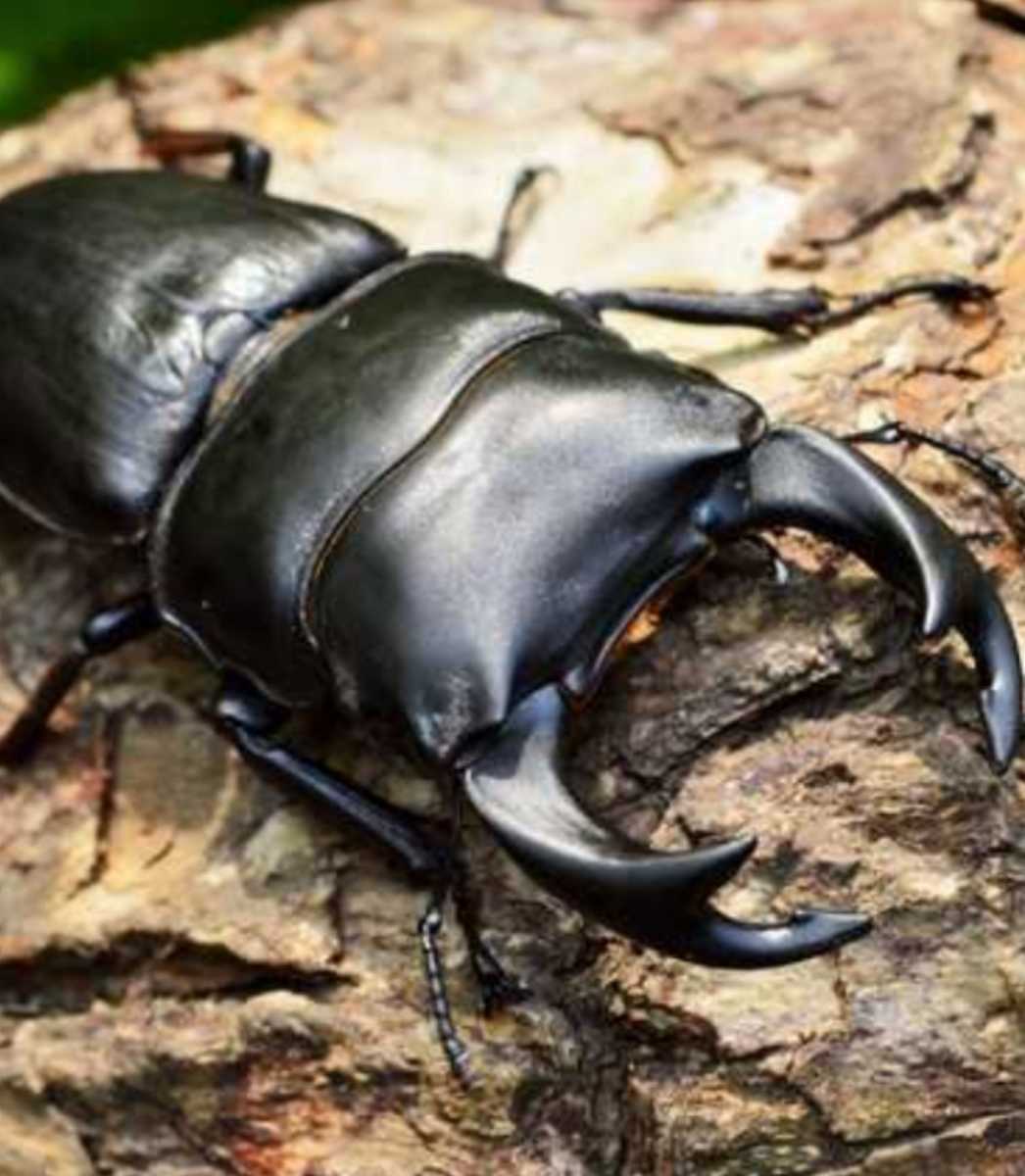 クヌギ朽木粉砕マット【30L】クワガタ幼虫の餌、成虫飼育に！自然の栄養たっぷり☆良い香りがします！天然に近い環境で育てたい方にお薦め_画像10