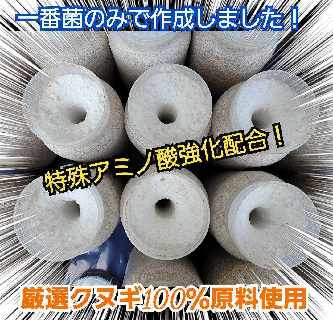 極上 カワラタケ菌糸瓶【3本】タランドゥス オウゴンオニクワガタ