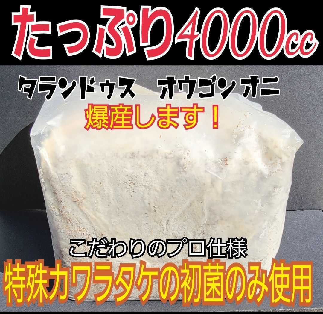 極上☆カワラ菌糸ブロック【２個】4000cc 1番菌(初菌)のみで作成　 タランドゥスやオウゴンオニクワガタ・レギウスの大型化、産卵に抜群！_画像3