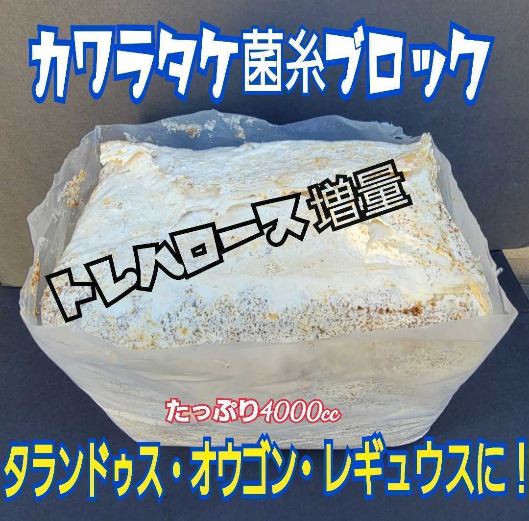 極上！カワラ菌糸ブロック【３個】4000cc 1番菌(初菌)のみで作成　 タランドゥスやオウゴンオニクワガタ・レギウスの大型化、産卵に抜群！