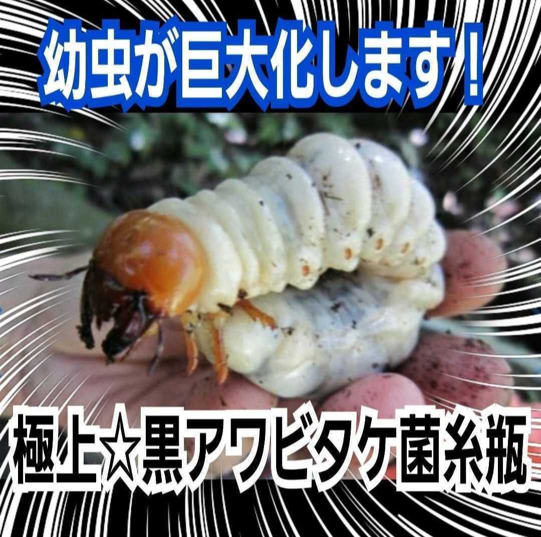 nijiiro stag beetle . eminent! finest quality black abalone take. thread bin [7ps.@] special amino acid strengthen! color insect, oo stag beetle, common ta. the first .,2. larva also ....!