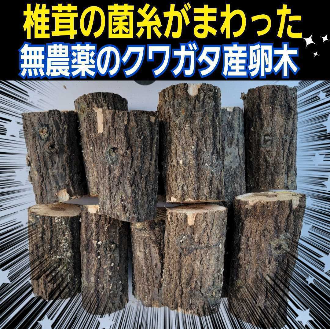 産卵木【2本】クヌギ・ナラ　細めでニジイロクワガタ、コクワなど小型種に最適！原木の相場高騰で入手困難！数量限定販売！直径7～10センチ_画像1