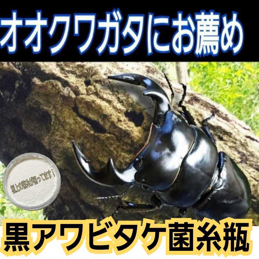 極上！黒アワビタケ菌糸瓶【10本】ニジイロクワガタに抜群！特殊アミノ酸強化☆色虫、オオクワガタ、ヒラタの初令、2令幼虫にもお薦めです