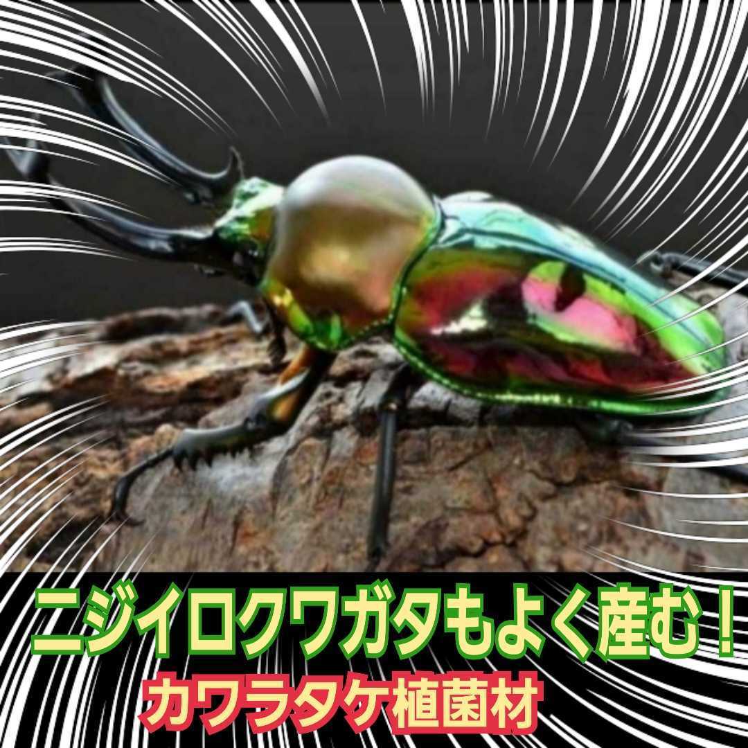  stag beetle. production egg - kore. strongest.!.. leather la material [ 2 ps ]ta Land us* regulation light *ougononi.!do lux series also!.. therefore mold not 