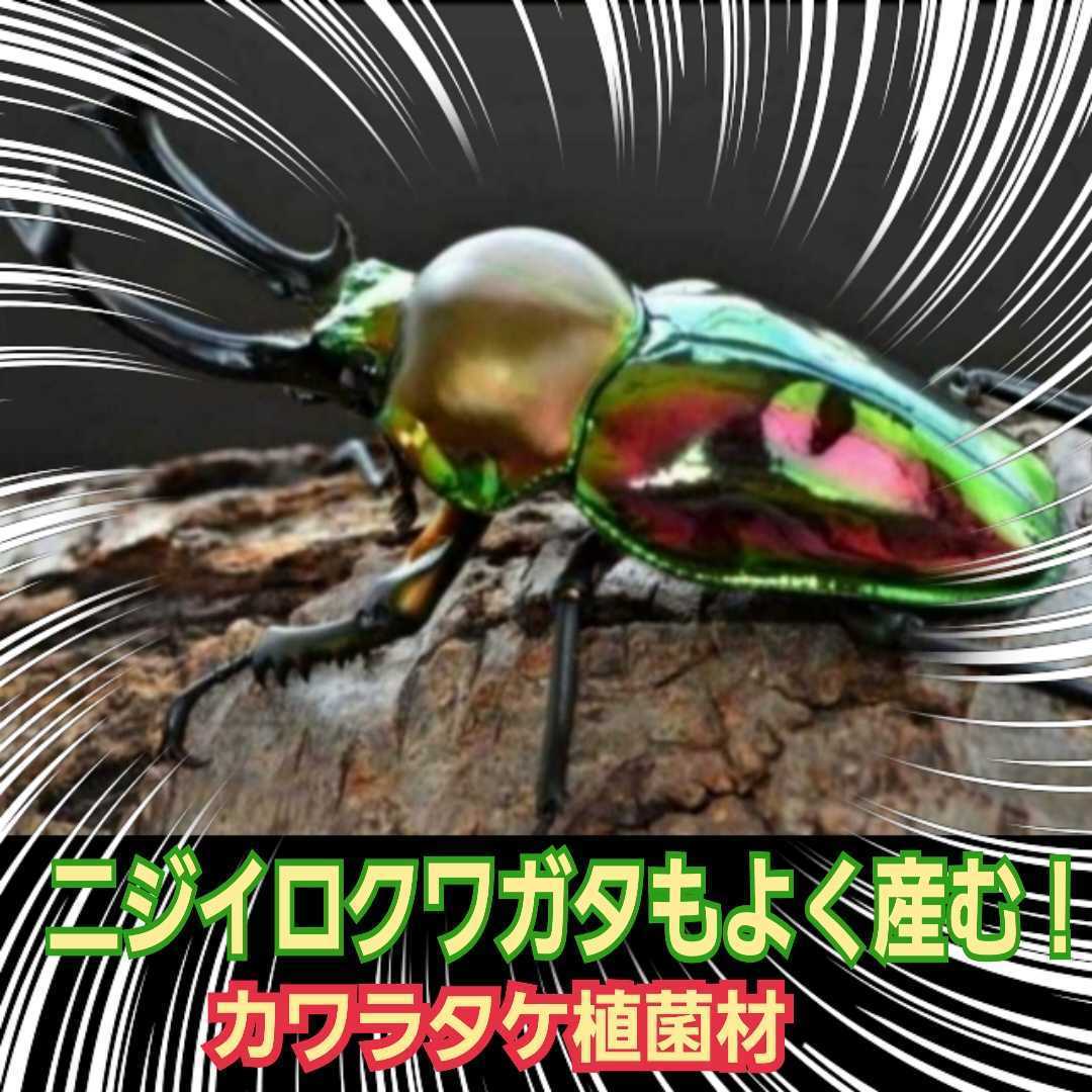 クワガタの産卵にはコレが最強です！植菌カワラ材【2本】タランドゥス・レギウス・オウゴンオニに！ドルクス系にも！　植菌なのでカビない_画像10