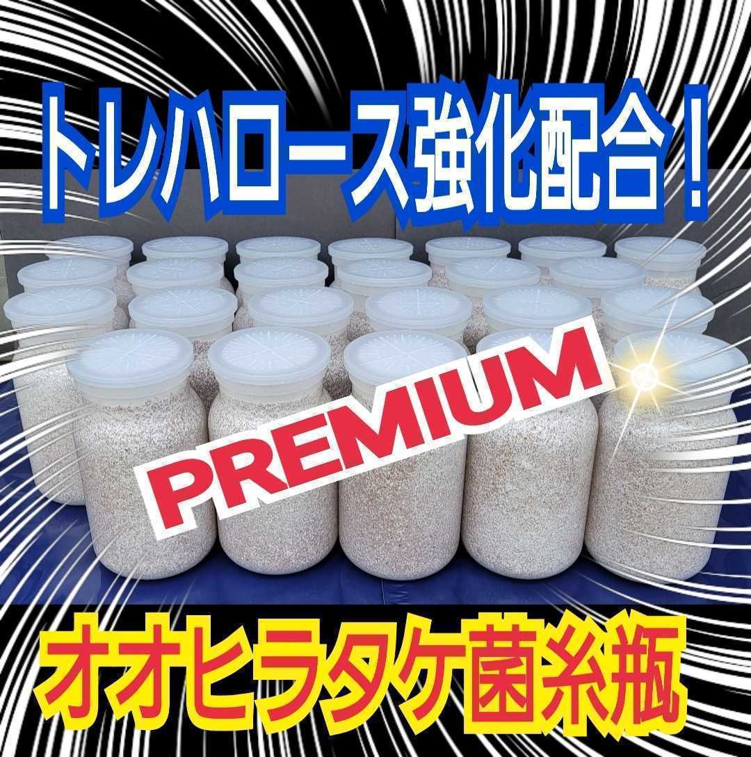 極上☆オオヒラタケ菌糸瓶1100ml【5本】トレハロース・ローヤルゼリー・アルギニン強化配合　1番菌(初菌)のみで作成　クヌギ100％オガ原料