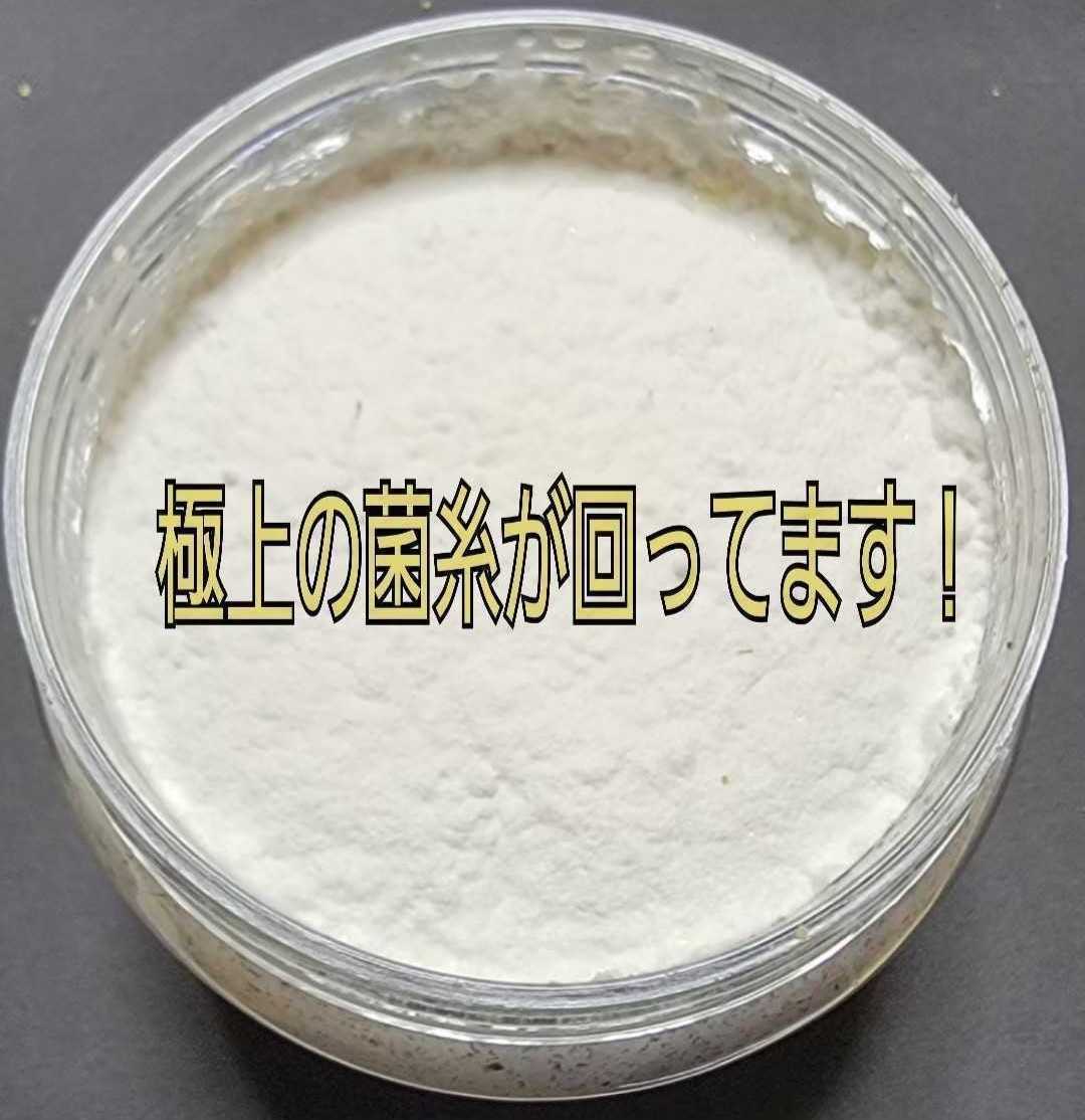 大勧め 極上!黒アワビタケ菌糸瓶【20本】ニジイロクワガタに抜群
