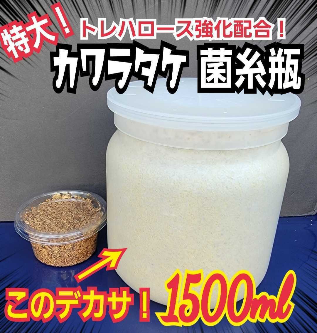 極上！カワラタケ菌糸瓶【10本】特大1500ml　特殊アミノ酸強化配合　タランドゥス・オウゴンオニクワガタ・レギュウスに！トレハロース増量_画像1