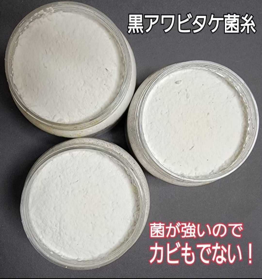 ニジイロクワガタに抜群！極上！黒アワビタケ菌糸瓶【3本】特殊アミノ酸強化！色虫、オオクワガタ、ヒラタの初令、2令幼虫にもお薦めです！_画像1