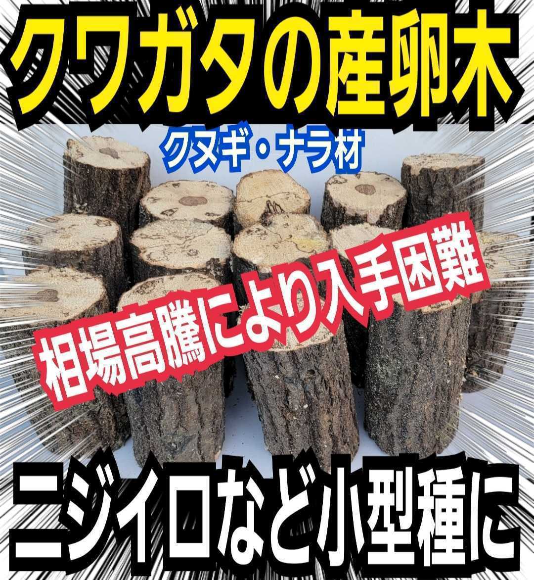 産卵木【4本】クヌギ・ナラ　細めでニジイロクワガタ・コクワなど小型種に最適！原木の相場高騰で入手困難！数量限定販売！直径7～10センチ_画像1