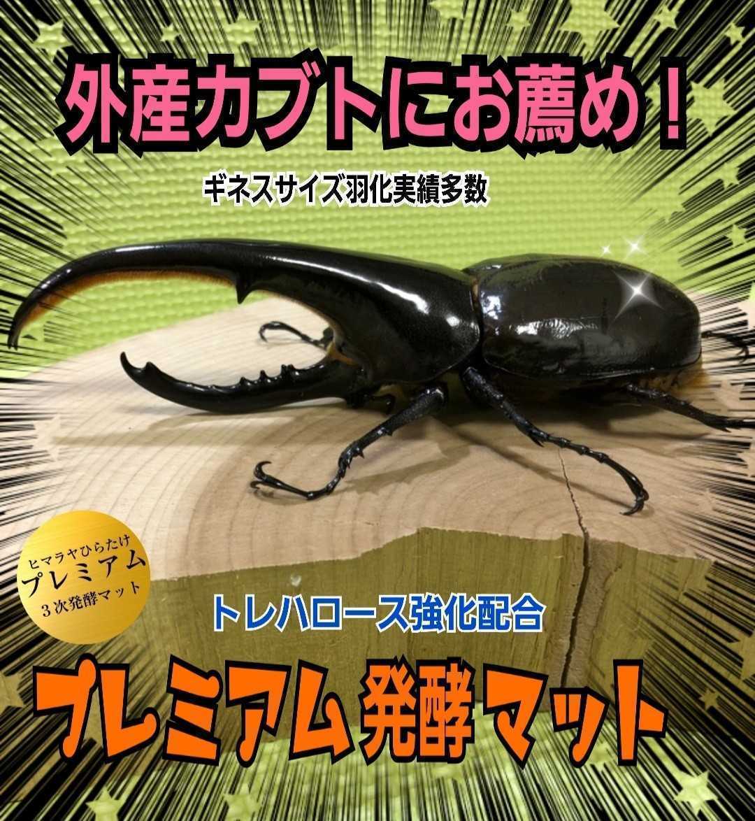 ゾウカブト系のブリーダーにも大好評です 極上 プレミアム3次 ゾウカブト系のブリーダーにも大好評です 極上 プレミアム3次