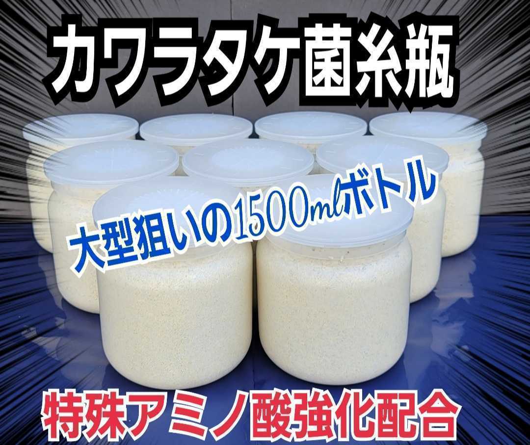 専門ショップ 極上！カワラタケ菌糸瓶【8本】特大1500ml 特殊アミノ酸 