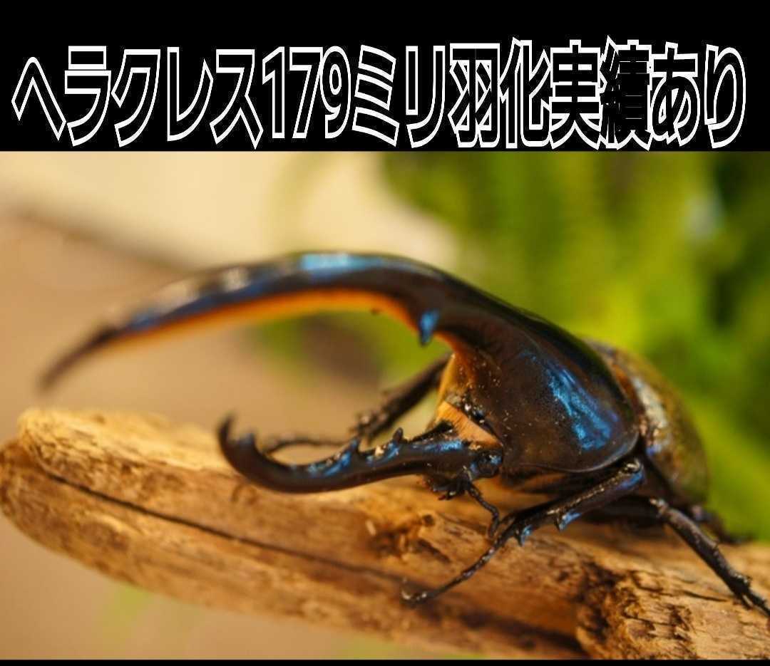 40gを超える国産カブト幼虫がゴロゴロでてきた!オオヒラタケ菌 40gを超える国産カブト幼虫がゴロゴロでてきた!オオヒラタケ菌