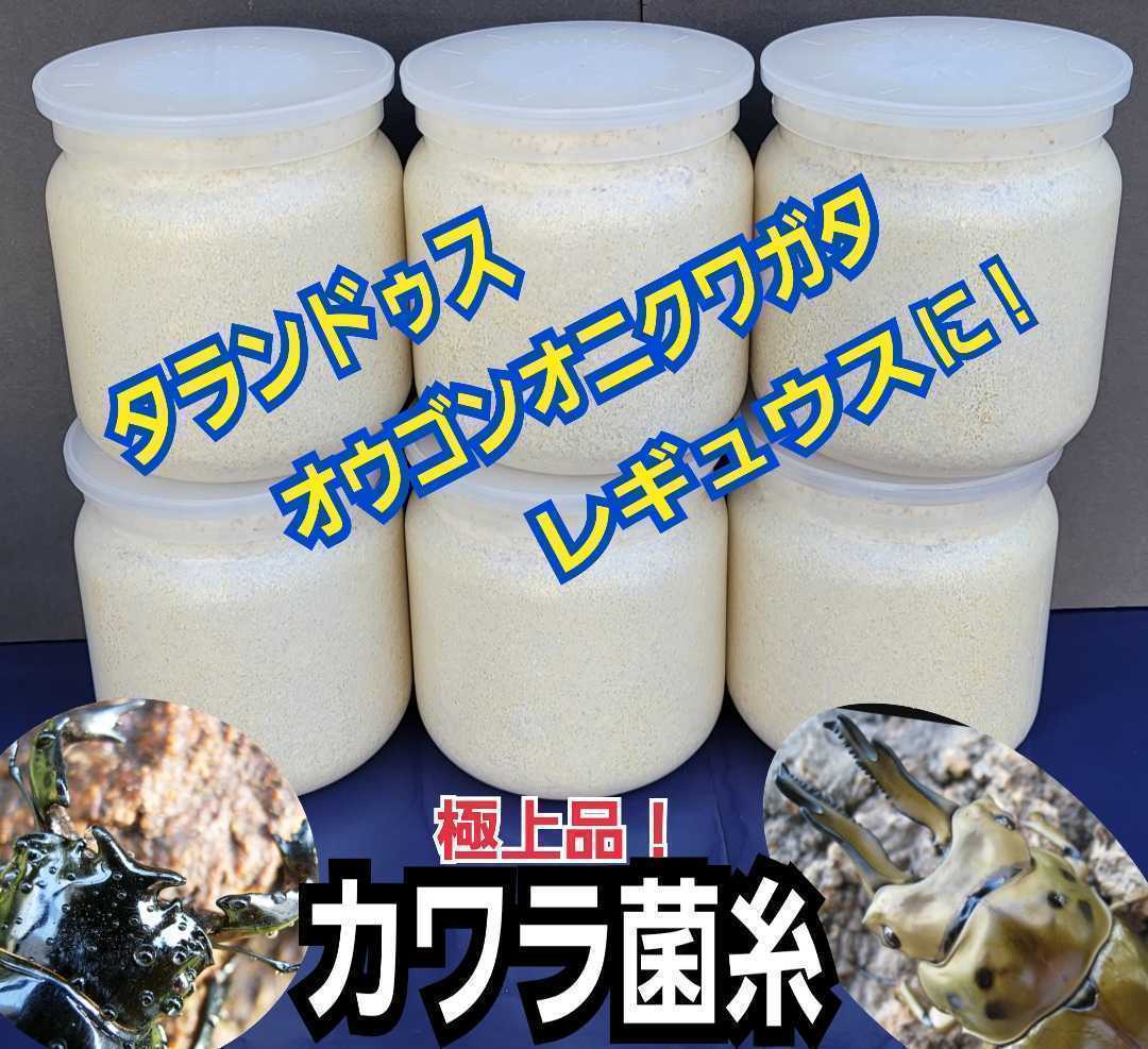 極上！カワラタケ菌糸瓶【2本】特大1500ml　特殊アミノ酸強化配合！タランドゥス・オウゴンオニクワガタ・レギュウスに！トレハロース増量