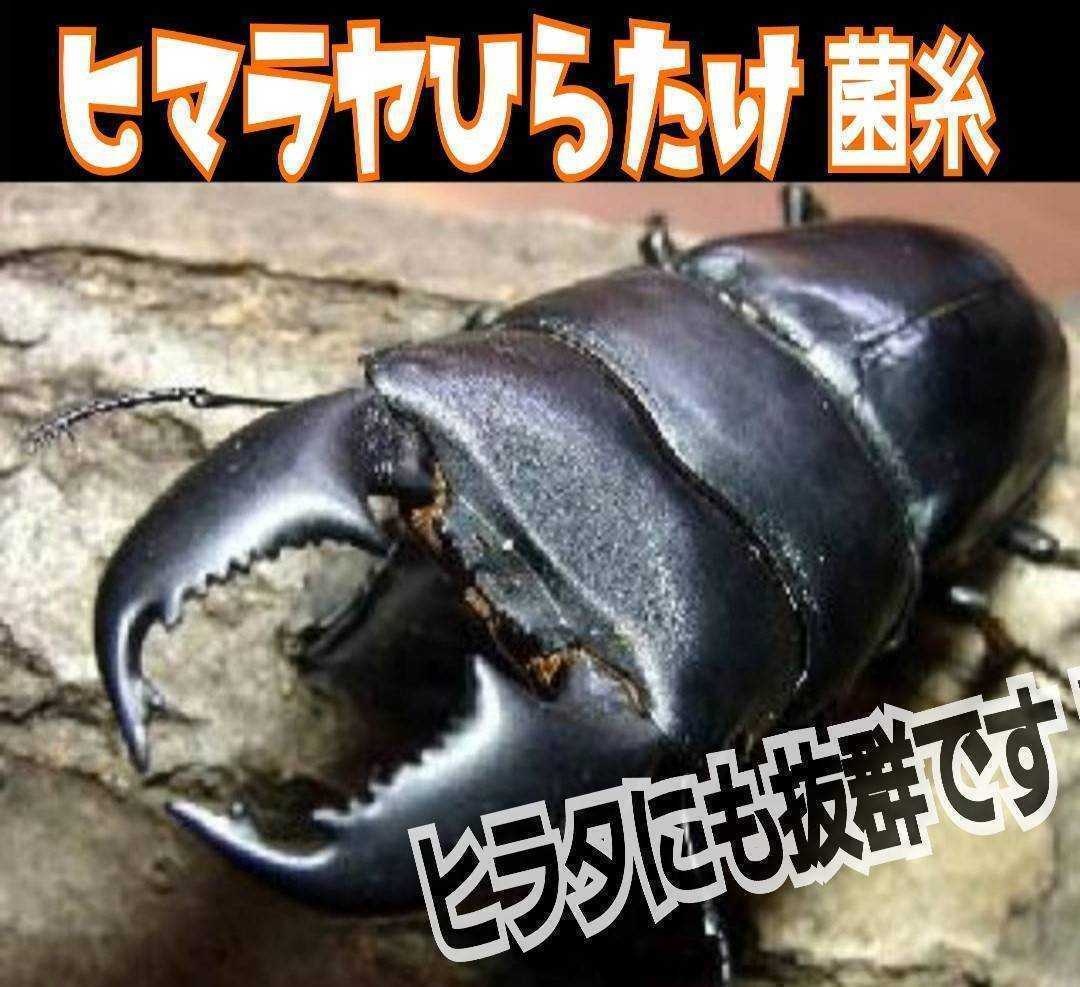極上!ヒマラヤひらたけ菌糸瓶 特大1500ml【4本セット】国産 極上!ヒマラヤひらたけ菌糸瓶 特大1500ml【4本セット】国産