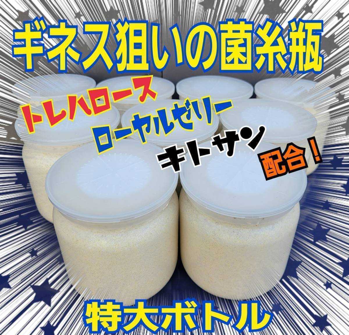 極上！ヒマラヤひらたけ菌糸瓶　特大1500ml【4本セット】国産オオクワガタ85mm羽化実績！トレハロース・ローヤルゼリー・キトサン強化配合