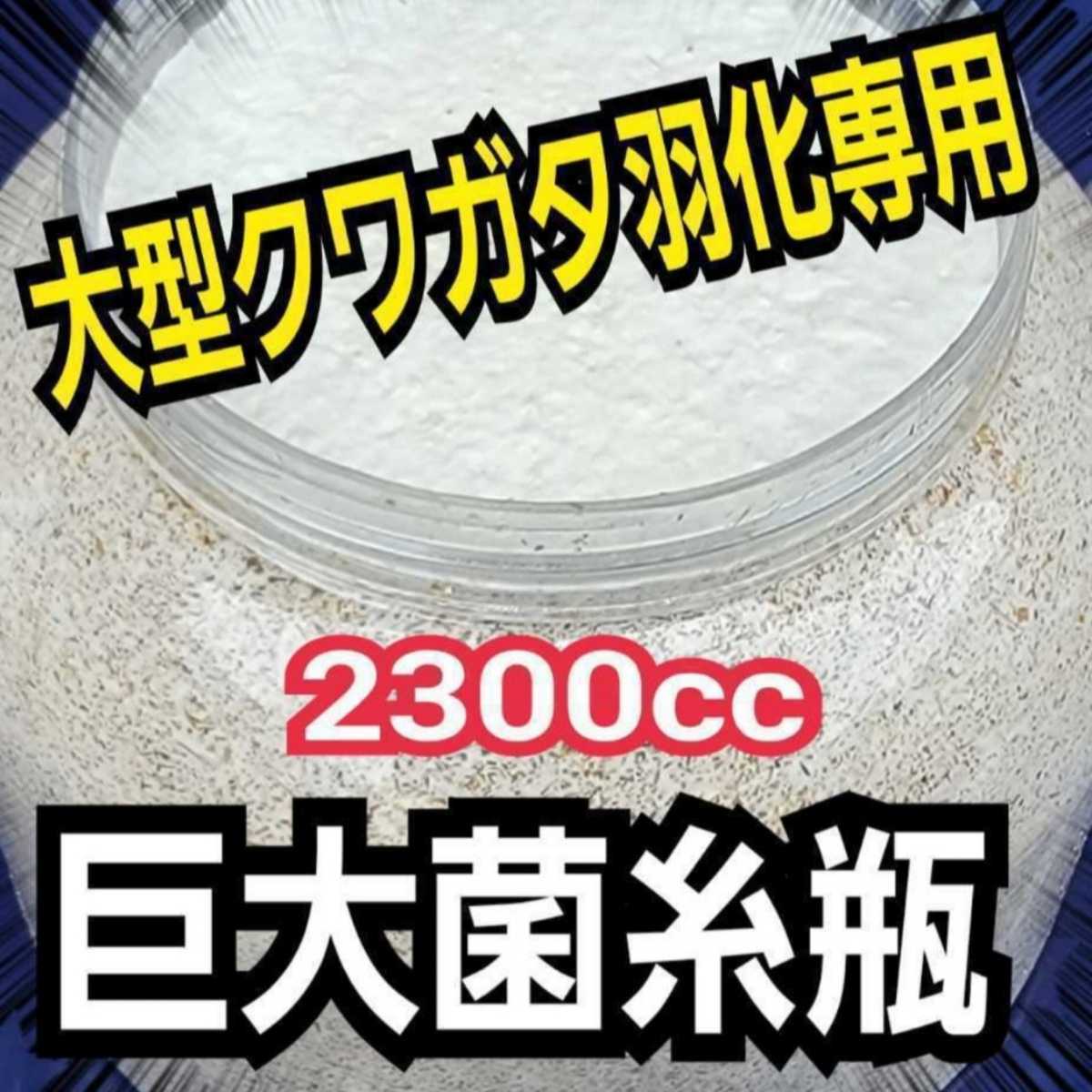 超ビックサイズ　2300ml　ヒマラヤひらたけ菌糸瓶【2本】　外産ヒラタやギラファなど大型クワガタ専用！トレハロース、キトサン強化配合！