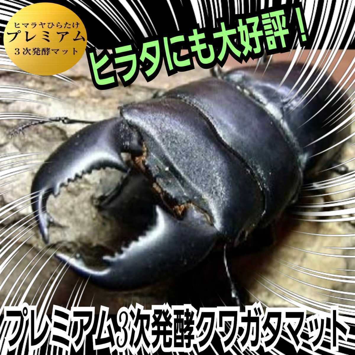  stag beetle. larva . inserting only! extra-large size!1500ml clear bottle entering premium departure . mat [8ps.@] nutrition addition agent * symbiosis bacteria 3 times combination 