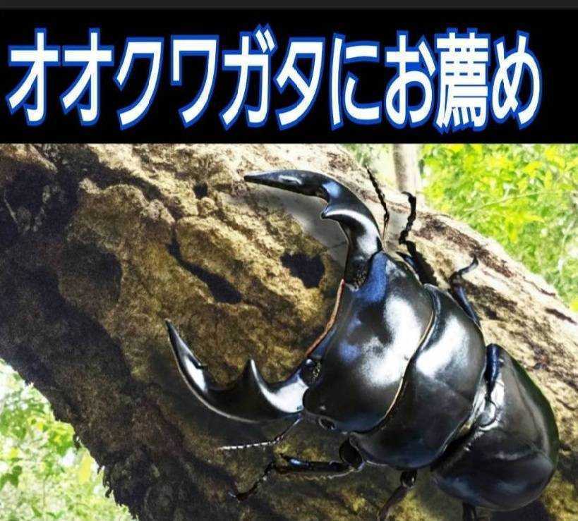 極上!ヒマラヤひらたけ菌糸瓶 特大1500ml【4本セット】国産 極上!ヒマラヤひらたけ菌糸瓶 特大1500ml【4本セット】国産