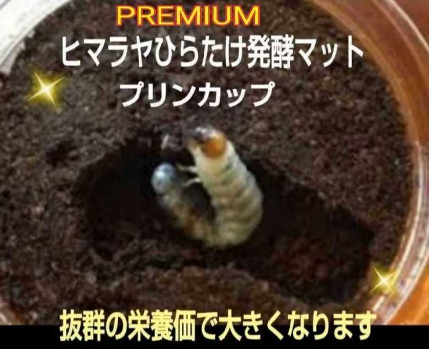  stag beetle larva .. turned . first of all this .! pudding cup entering premium 3 next departure . mat [50 set ] the smallest particle .mo Limo li meal ..! special amino acid go in 