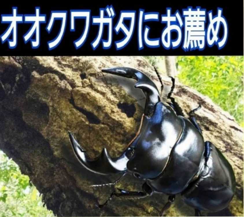 超ビック☆2300mlヒマラヤひらたけ菌糸ボトル　外産ヒラタやギラファなど大型クワガタを羽化させたい方に！トレハロース・キトサン強化配合