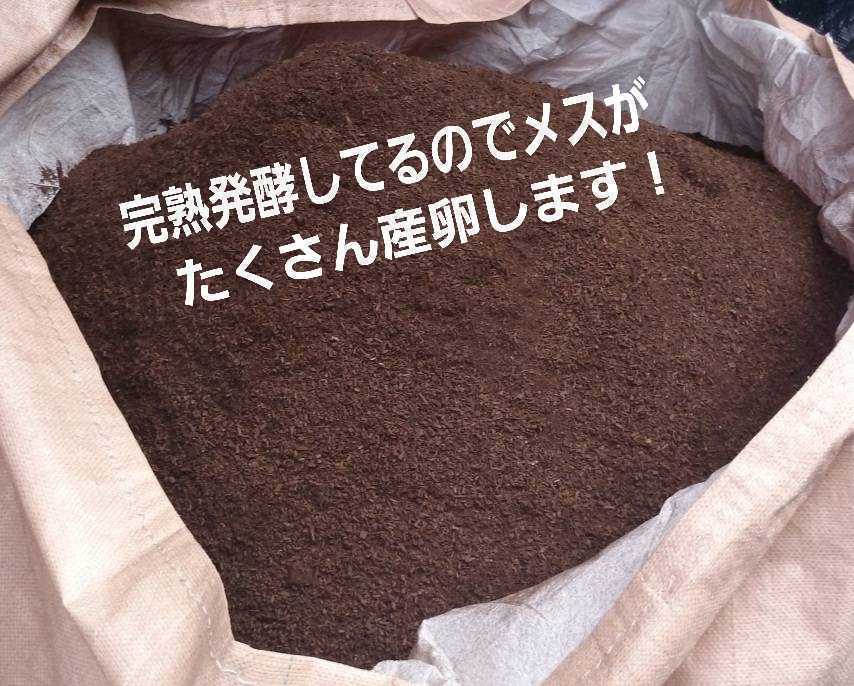 オオヒラタケ菌床天然発酵カブトムシマット(50L)　自然界のバクテリアのみで完成しました！　天然に近い環境で幼虫を飼育したい方にお薦め_メスが爆産します