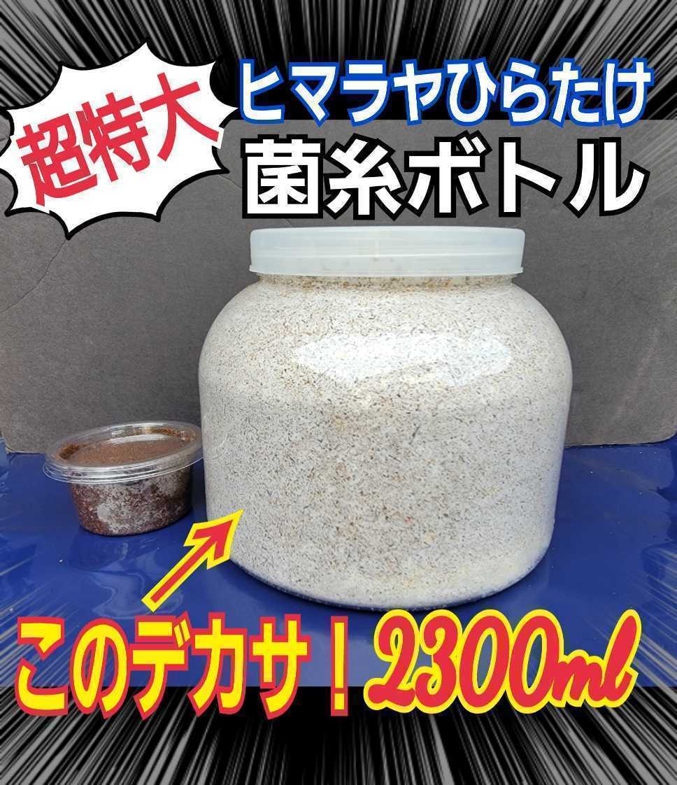 超ビックサイズ　2300ml　ヒマラヤひらたけ菌糸瓶【3本】　外産ヒラタやギラファなど大型クワガタ専用！トレハロース・キトサン強化配合！