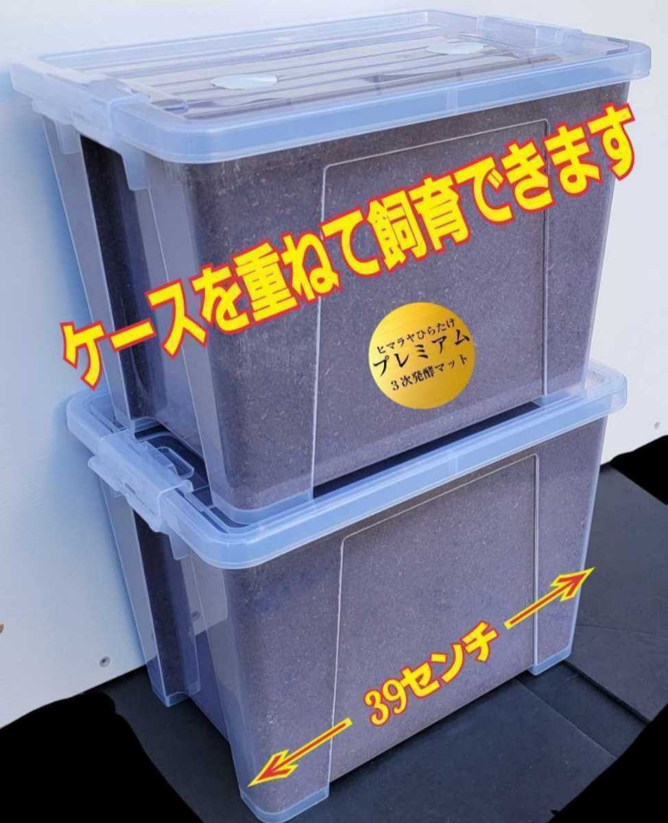 特大ケース入り!プレミアム発酵マット　幼虫を入れるだけ！便利！深い容器なので大型カブトムシ羽化できる！コバエ防止特殊フィルター付き_画像5