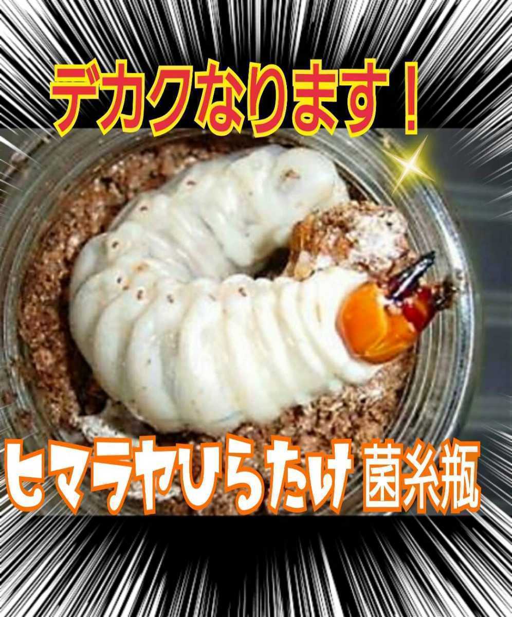 極上!ヒマラヤひらたけ菌糸瓶 特大1500ml【4本セット】国産 極上!ヒマラヤひらたけ菌糸瓶 特大1500ml【4本セット】国産