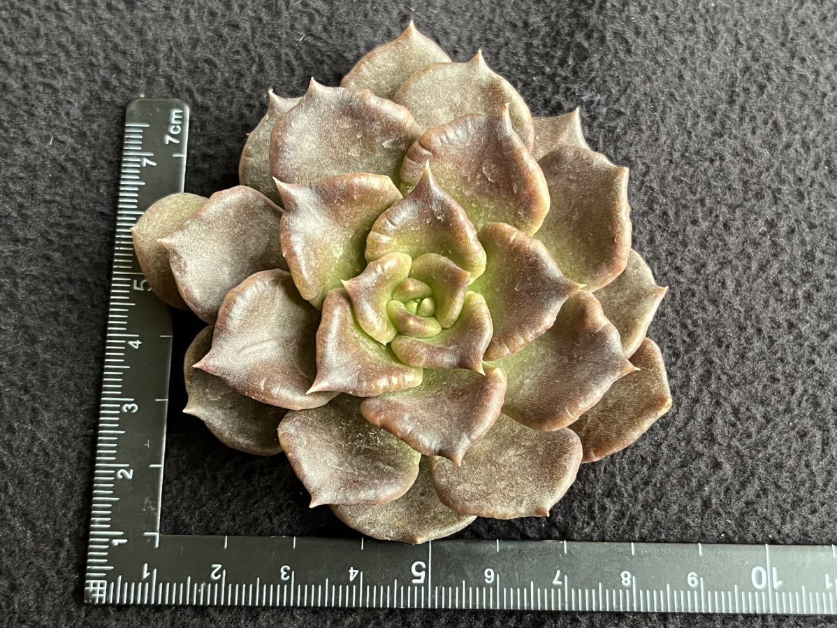 Yahoo!オークション - 多肉植物 スーパーボール ブラックマディバ