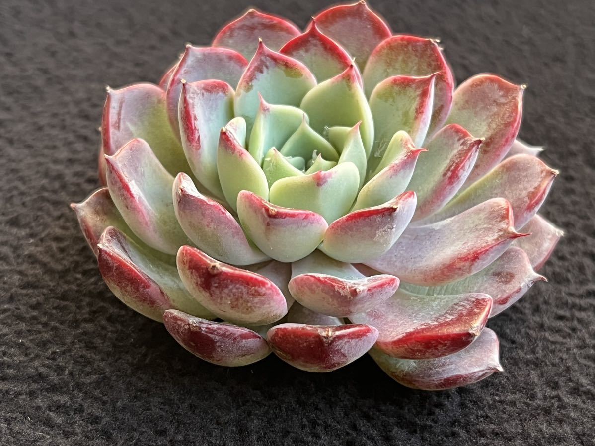 ブティック 多肉植物 ルビコン チャンフィ苗 韓国苗 - 植物/観葉植物