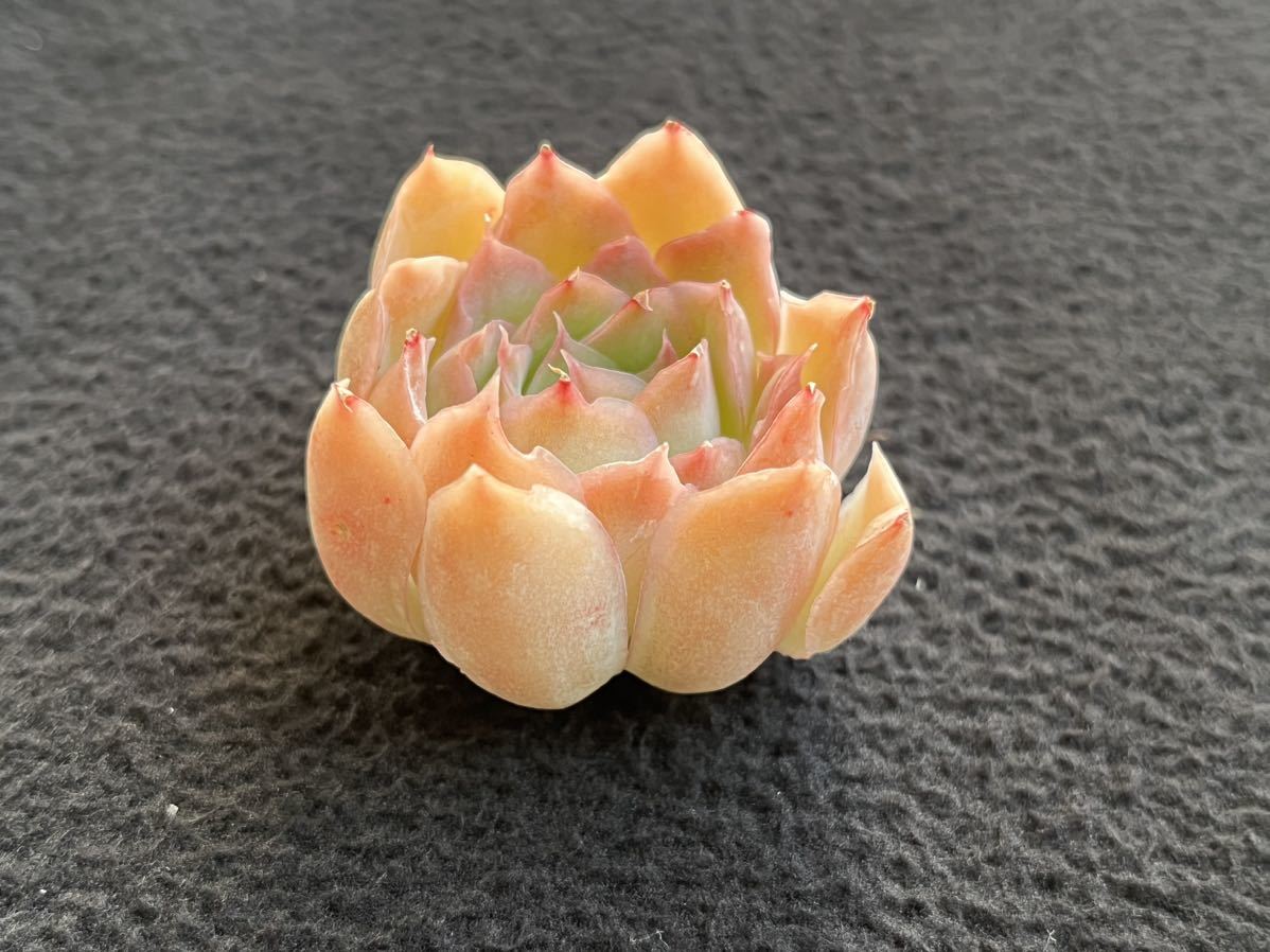 ヤフオク! - 多肉植物 ファイヤーフラワー チャンフィ苗 エケベリア 韓...