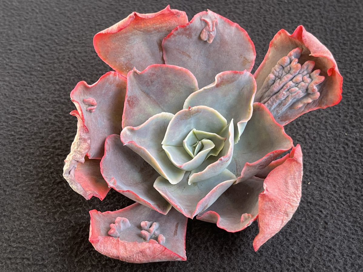 レインドロップ カット苗 多肉植物 エケベリア 韓国苗 レインドロップ カット苗 多肉植物 エケベリア 韓国苗