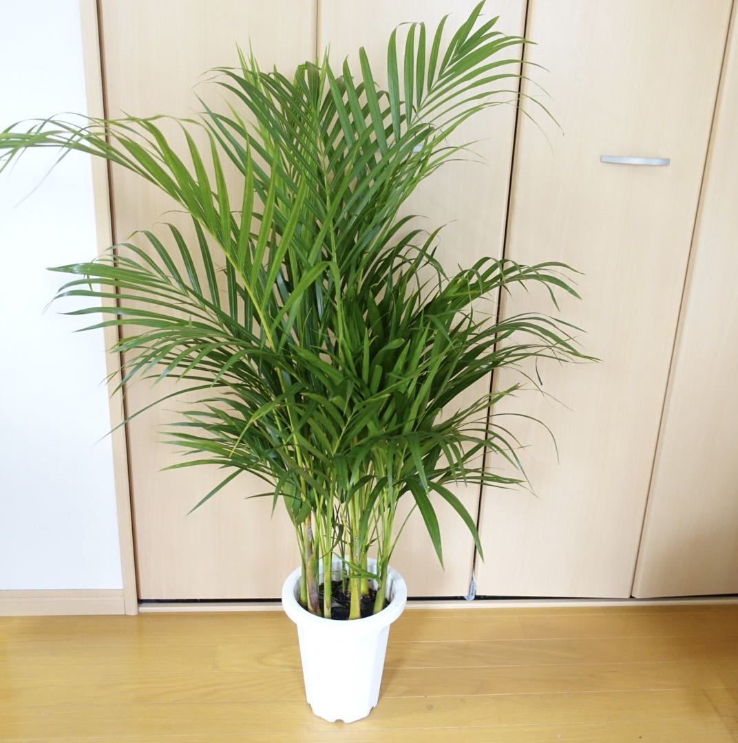 スーパーアレカ アレカヤシ 観葉植物 大型 室内 〈フィカス オーガスタ