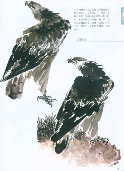 9787806784853　千姿百態画鷹　中国画訓練新編系列二　中国絵画_画像2