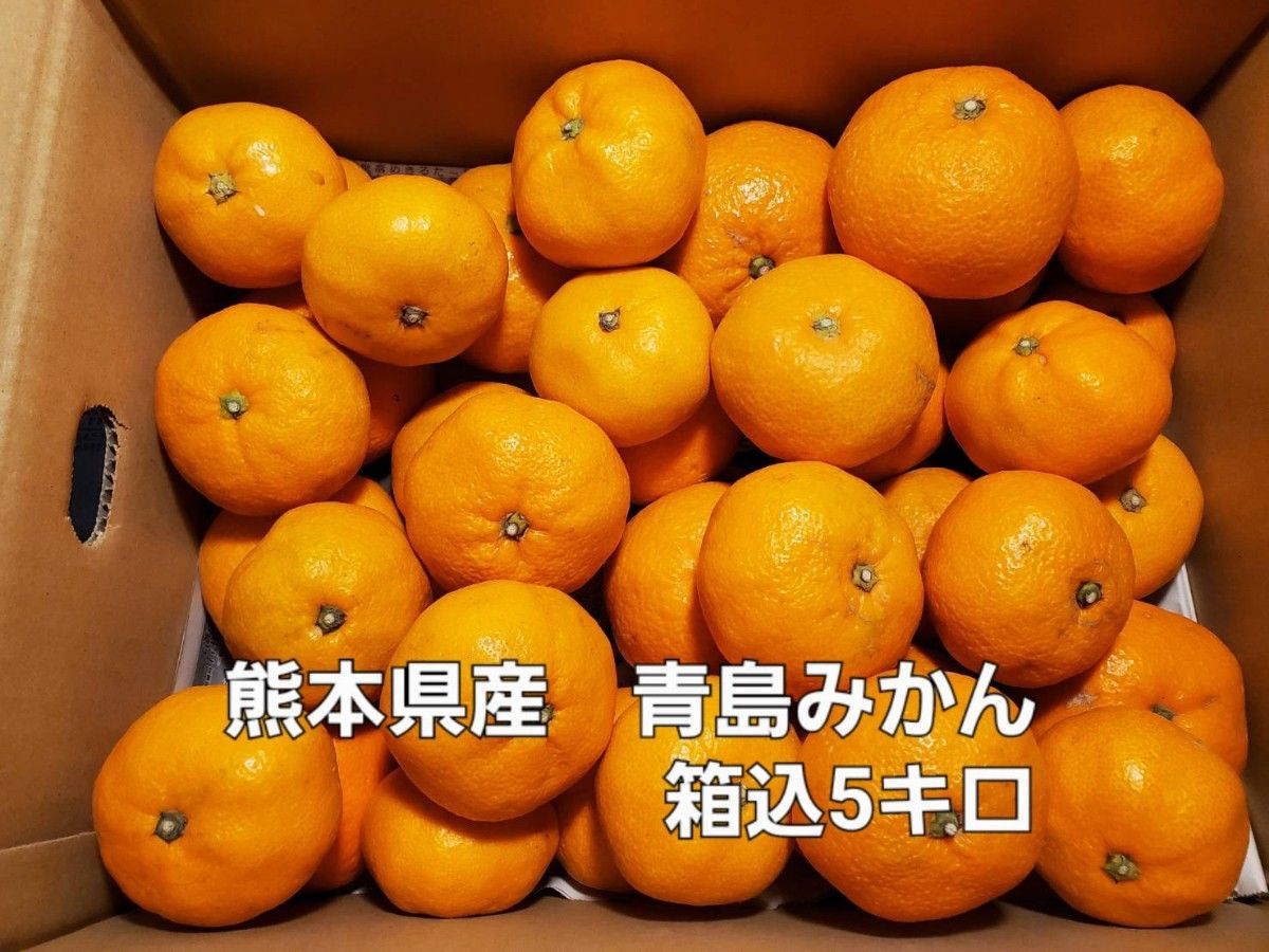 熊本県産 青島みかん 箱込5キロ
