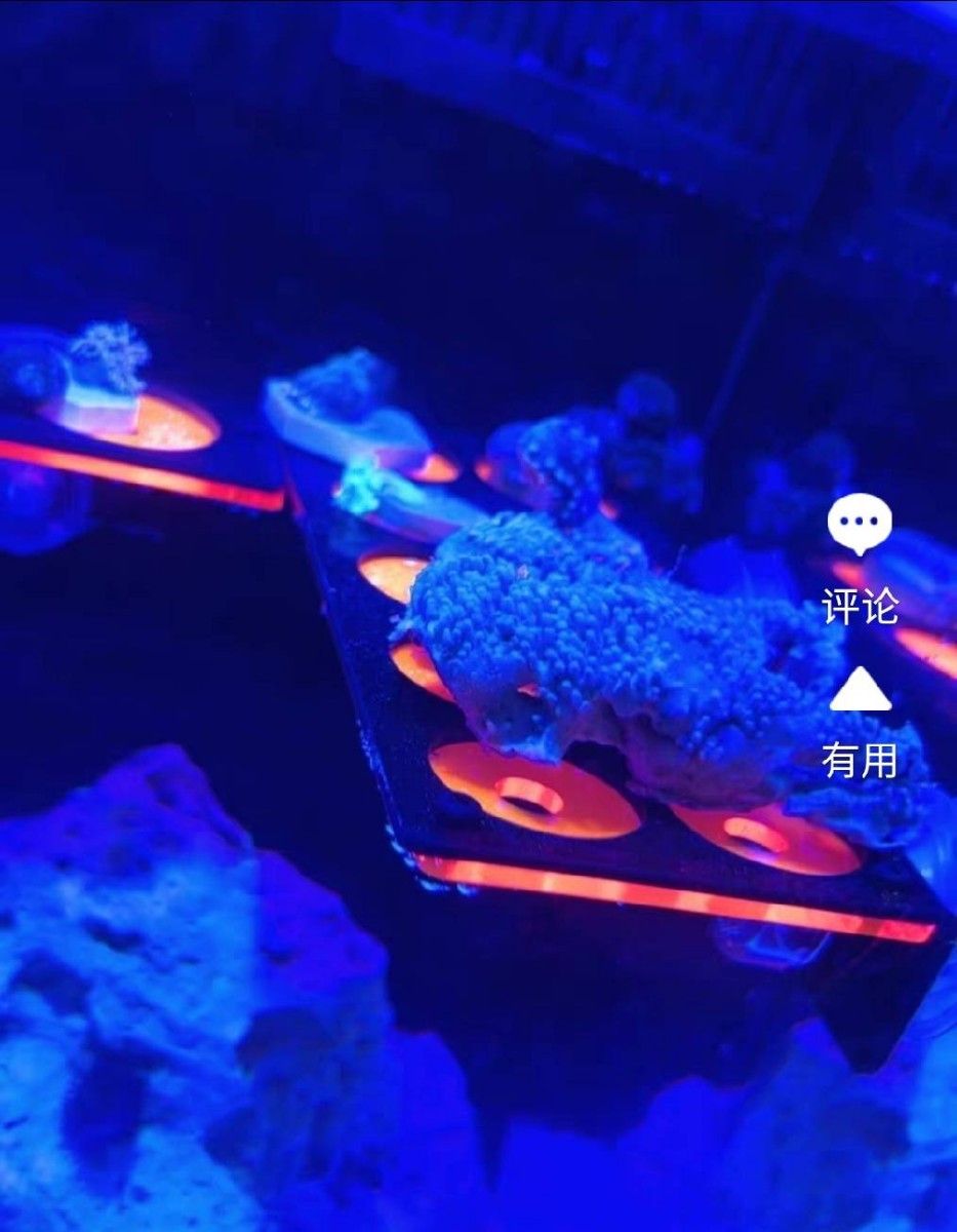 マリンアクアリウム サンゴ サンゴ礁 フラグラック 蛍光 水槽 オレンジ