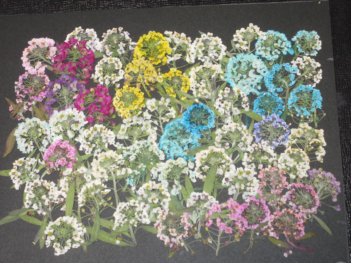  засушенный цветок материалы 4436 бурачок цвет ввод 