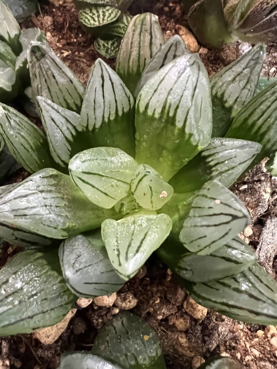 多肉植物 ハオルチア スイカ寿_画像1