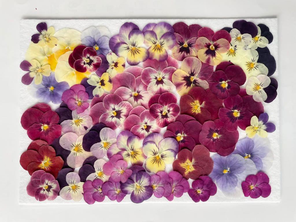 * pressed flower material * various viola 