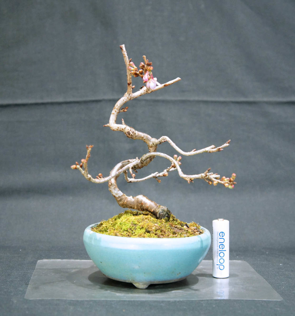 桜 十月桜 (ジュウガツザクラ) 盆栽 奥行13cm 横幅12cm 高さ19.5cmの画像1