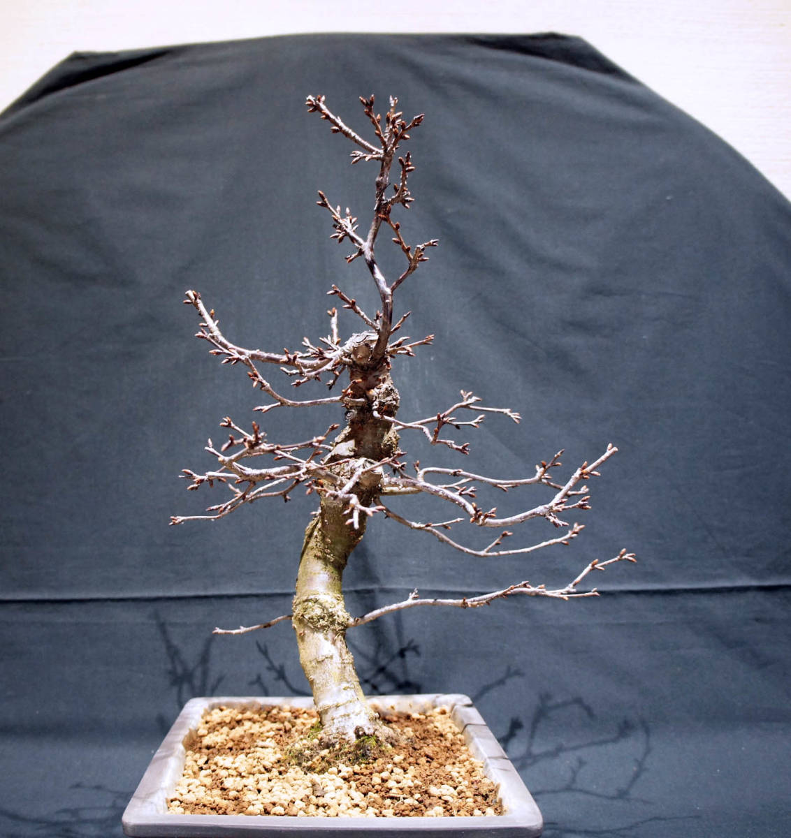 桜 御所桜 盆栽 奥行26cm 横幅30cm 高さ48cm (店舗受け取り不可 桜 御所桜 盆栽 奥行26cm 横幅30cm 高さ48cm (店舗受け取り不可
