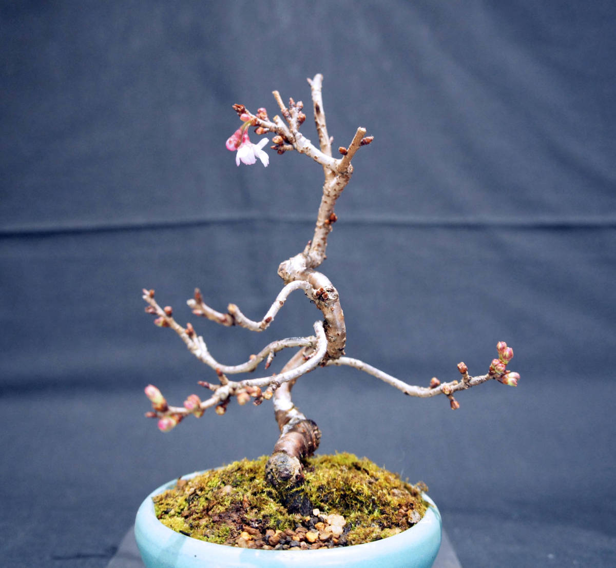 桜 十月桜 (ジュウガツザクラ) 盆栽 奥行13cm 横幅12cm 高さ19.5cmの画像6