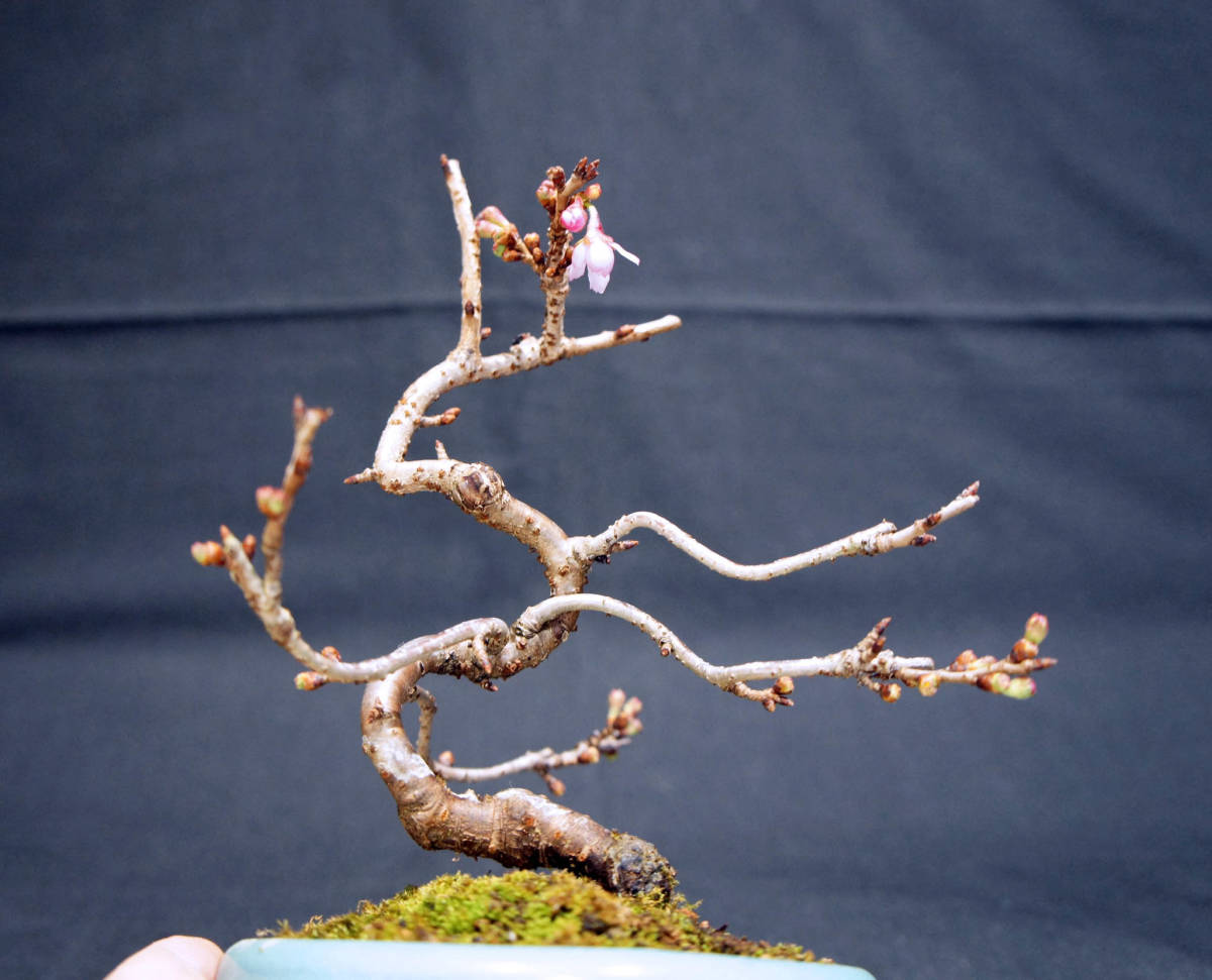 桜 十月桜 (ジュウガツザクラ) 盆栽 奥行13cm 横幅12cm 高さ19.5cmの画像8