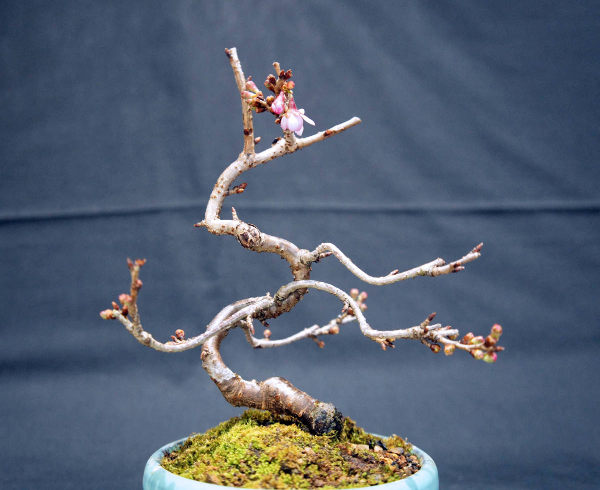 桜 十月桜 (ジュウガツザクラ) 盆栽 奥行13cm 横幅12cm 高さ19.5cmの画像4