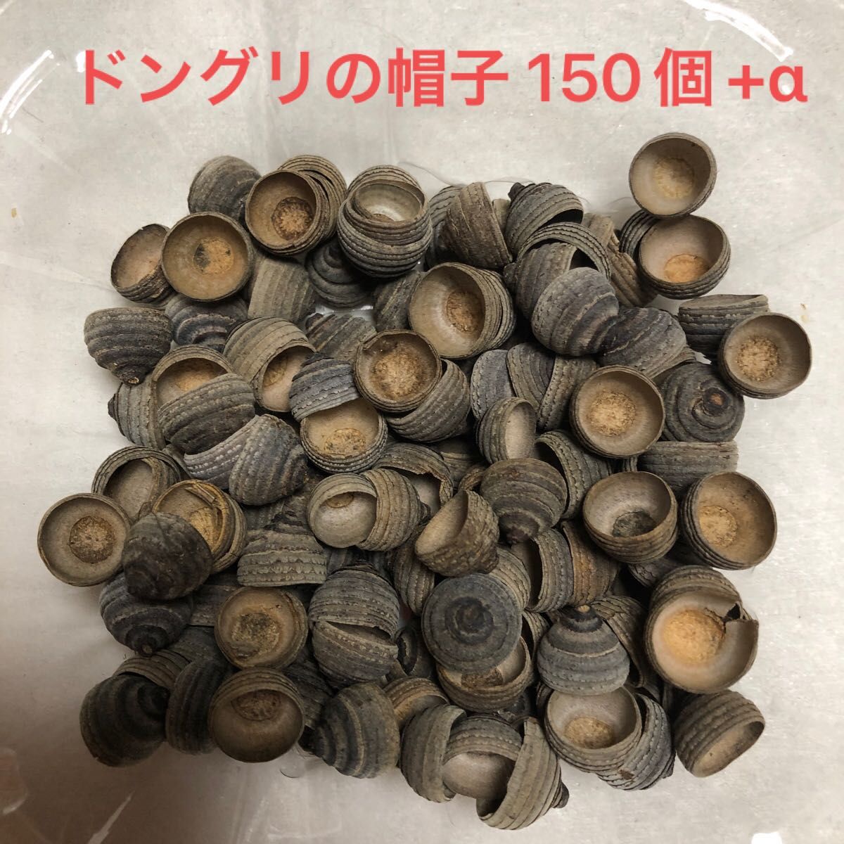 シラカシ どんぐりの帽子 150個+α|Yahoo!フリマ(旧PayPayフリマ)