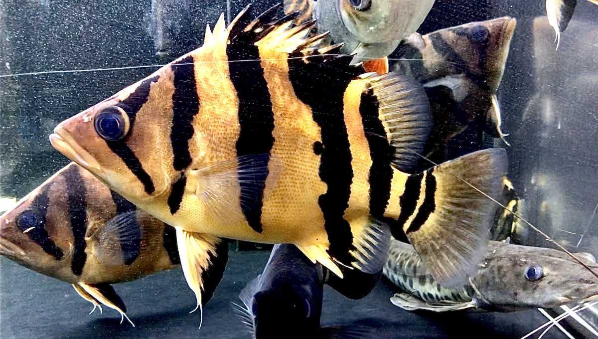 極上極美個体 ダトニオリアルバンド! 超ウルトラショートボディ! 23センチ前後 ダトニオリアルバンド ±16センチ
