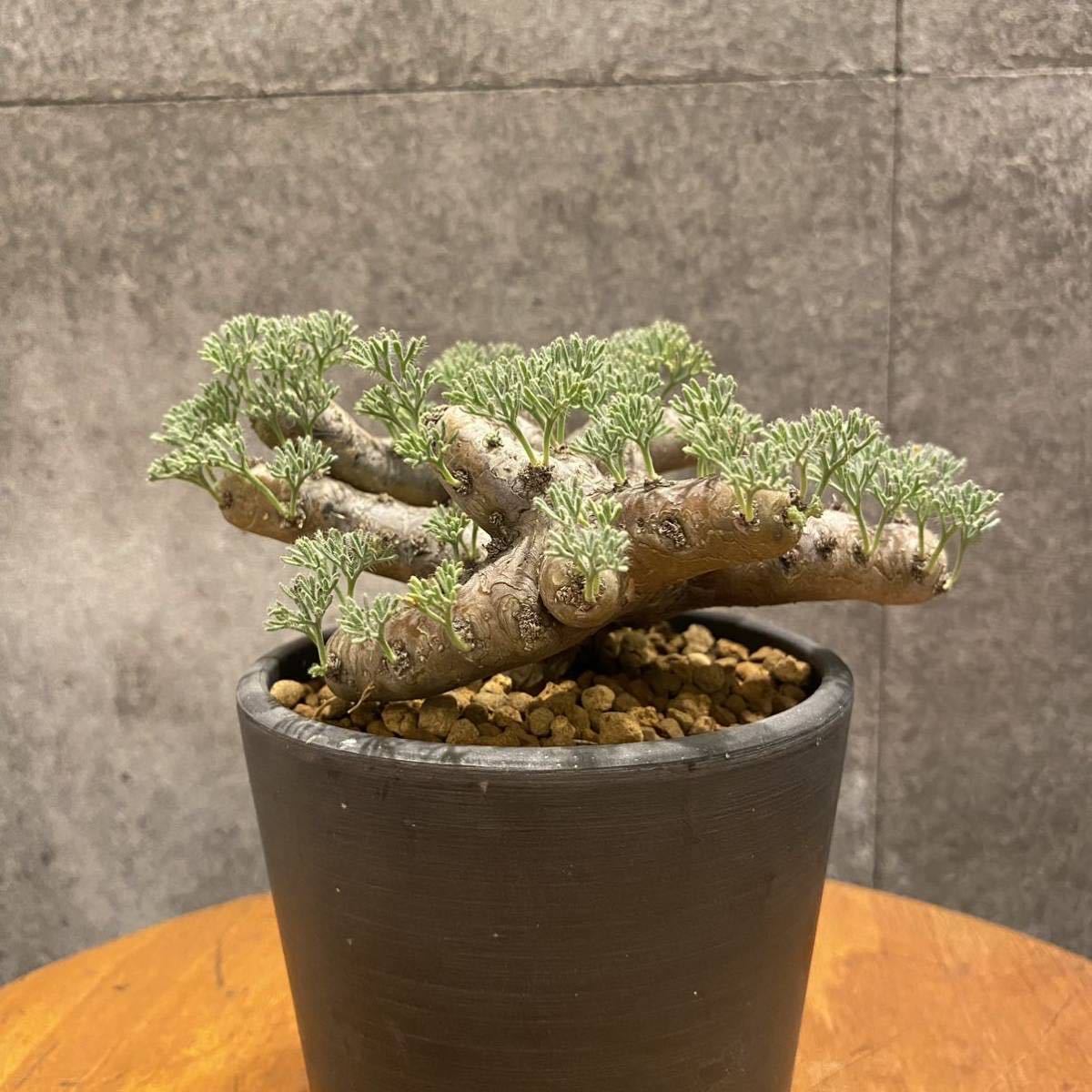 100%本物保証! サルコカウロン ムルチフィズム 良型 植物/観葉植物